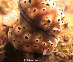 Was busy focusing on getting a good shot of the nudi bran... by Brian Law 